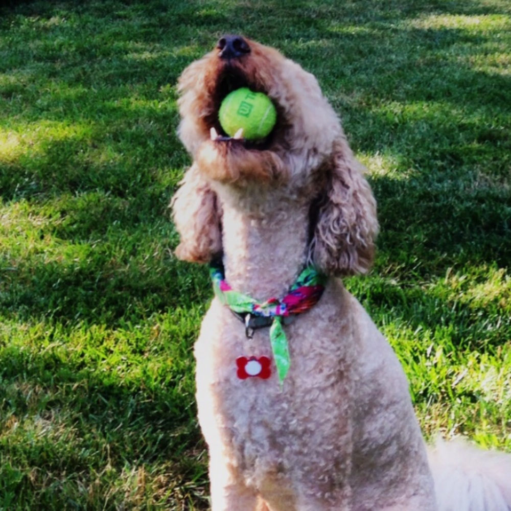 Meet your Posher, Ann